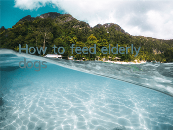 THow to feed elderly dogs