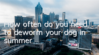 THow often do you need to deworm your dog in summer?