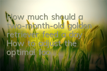 THow much should a two-month-old golden retriever feed a day? How to adjust the optimal food intake of a golden retriever?