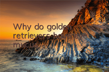 TWhy do golden retrievers have eye mucus?