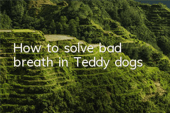 THow to solve bad breath in Teddy dogs