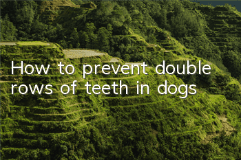 THow to prevent double rows of teeth in dogs