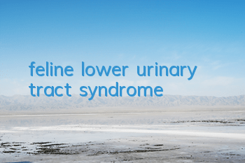 Tfeline lower urinary tract syndrome