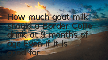 THow much goat milk should a Border Collie drink at 9 months of age? Even if it is good for the Border Collie, it should not be overdosed!