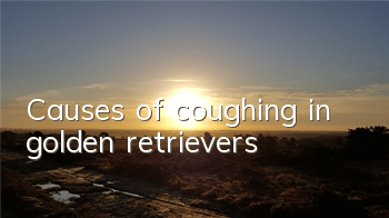 TCauses of coughing in golden retrievers
