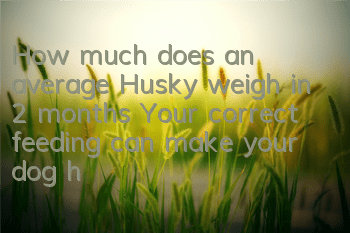 How much does an average Husky weigh in 2 months? Your correct feeding can make your dog healthier!