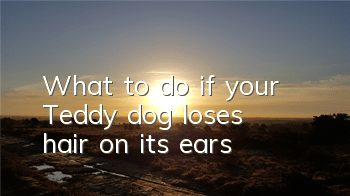 TWhat to do if your Teddy dog ​​loses hair on its ears