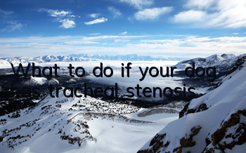TWhat to do if your dog has tracheal stenosis