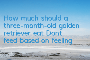 THow much should a three-month-old golden retriever eat? Don’t feed based on feeling