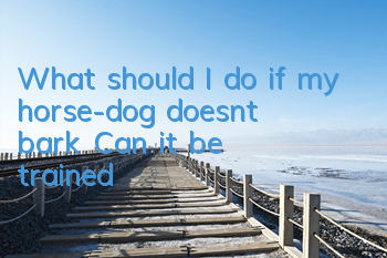 TWhat should I do if my horse-dog doesn’t bark? Can it be trained?