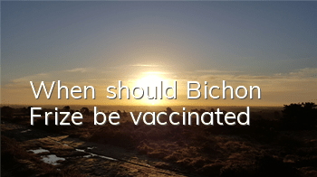 TWhen should Bichon Frize be vaccinated?