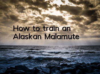 THow to train an Alaskan Malamute