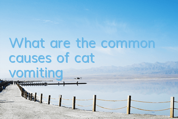 What are the common causes of cat vomiting?