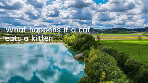 What happens if a cat eats a kitten?