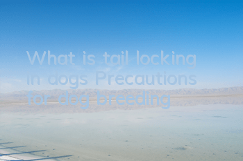 What is tail locking in dogs? Precautions for dog breeding