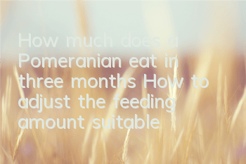 THow much does a Pomeranian eat in three months? How to adjust the feeding amount suitable for dogs?
