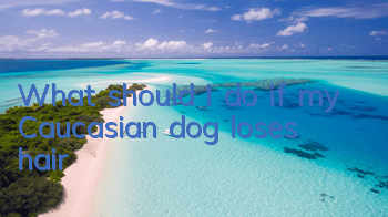 TWhat should I do if my Caucasian dog loses hair?
