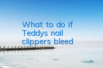TWhat to do if Teddy's nail clippers bleed