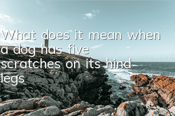 TWhat does it mean when a dog has five scratches on its hind legs?