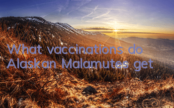 TWhat vaccinations do Alaskan Malamutes get?
