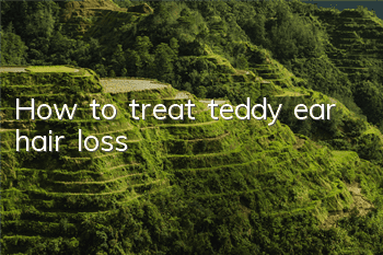 THow to treat teddy ear hair loss