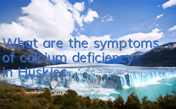 TWhat are the symptoms of calcium deficiency in Huskies?