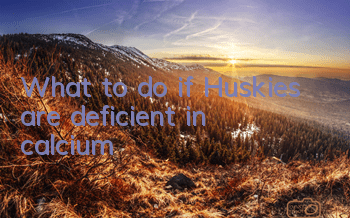 TWhat to do if Huskies are deficient in calcium