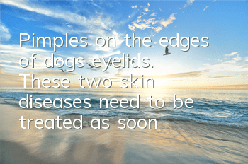 TPimples on the edges of dog’s eyelids. These two skin diseases need to be treated as soon as possible.