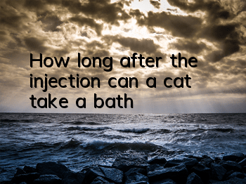 THow long after the injection can a cat take a bath?
