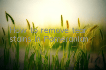 How to remove tear stains in Pomeranian