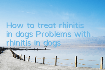THow to treat rhinitis in dogs Problems with rhinitis in dogs