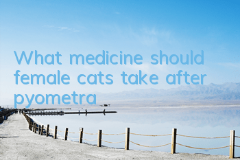 TWhat medicine should female cats take after pyometra?