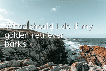 What should I do if my golden retriever barks?