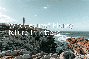 TWhat causes kidney failure in kittens?