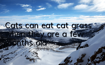 TCats can eat cat grass when they are a few months old