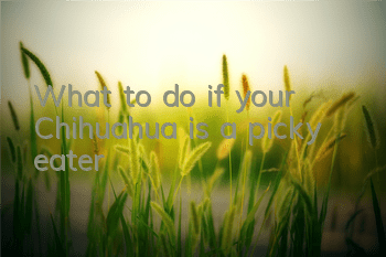 TWhat to do if your Chihuahua is a picky eater