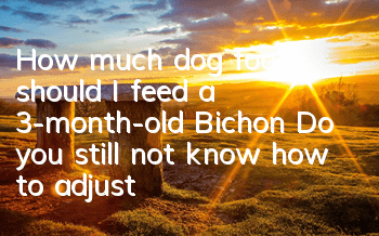 THow much dog food should I feed a 3-month-old Bichon? Do you still not know how to adjust the feeding amount?