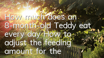 How much does an 8-month-old Teddy eat every day? How to adjust the feeding amount for the dog?