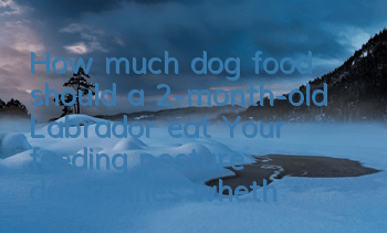 How much dog food should a 2-month-old Labrador eat? Your feeding posture determines whether it has a glass stomach