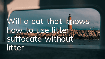 TWill a cat that knows how to use litter suffocate without litter?