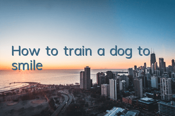 THow to train a dog to smile