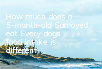 THow much does a 5-month-old Samoyed eat? Every dog’s food intake is different!