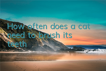 THow often does a cat need to brush its teeth?