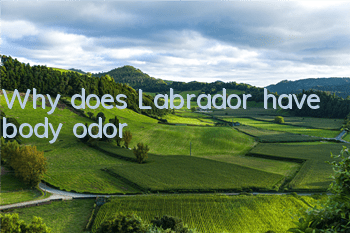 TWhy does Labrador have body odor?
