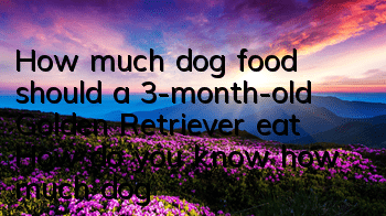 THow much dog food should a 3-month-old Golden Retriever eat? How do you know how much dog food is needed?