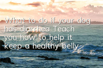 TWhat to do if your dog has diarrhea? Teach you how to help it keep a healthy belly!