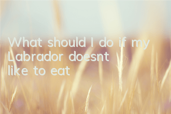What should I do if my Labrador doesn’t like to eat?