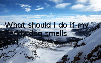 TWhat should I do if my Teddy dog ​​smells bad?