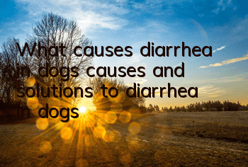 TWhat causes diarrhea in dogs, causes and solutions to diarrhea in dogs!
