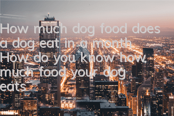 How much dog food does a dog eat in a month? How do you know how much food your dog eats?
